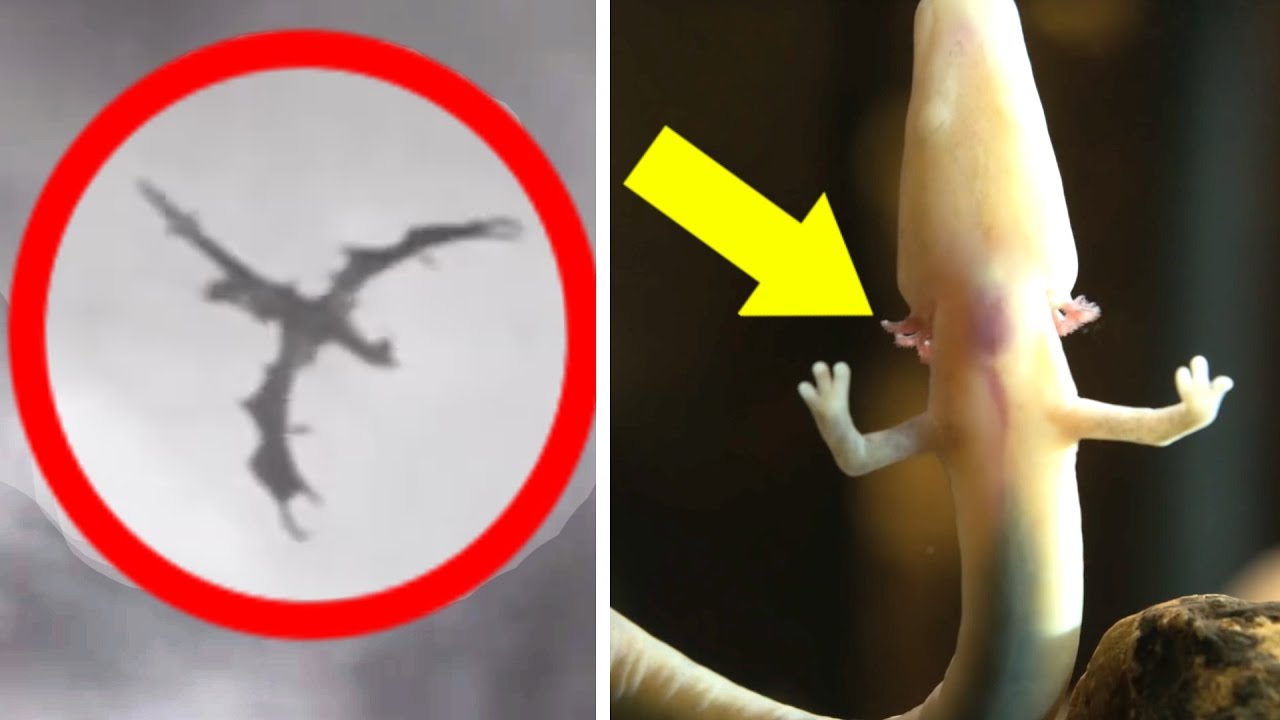 5 Dragons Caught On Camera! 