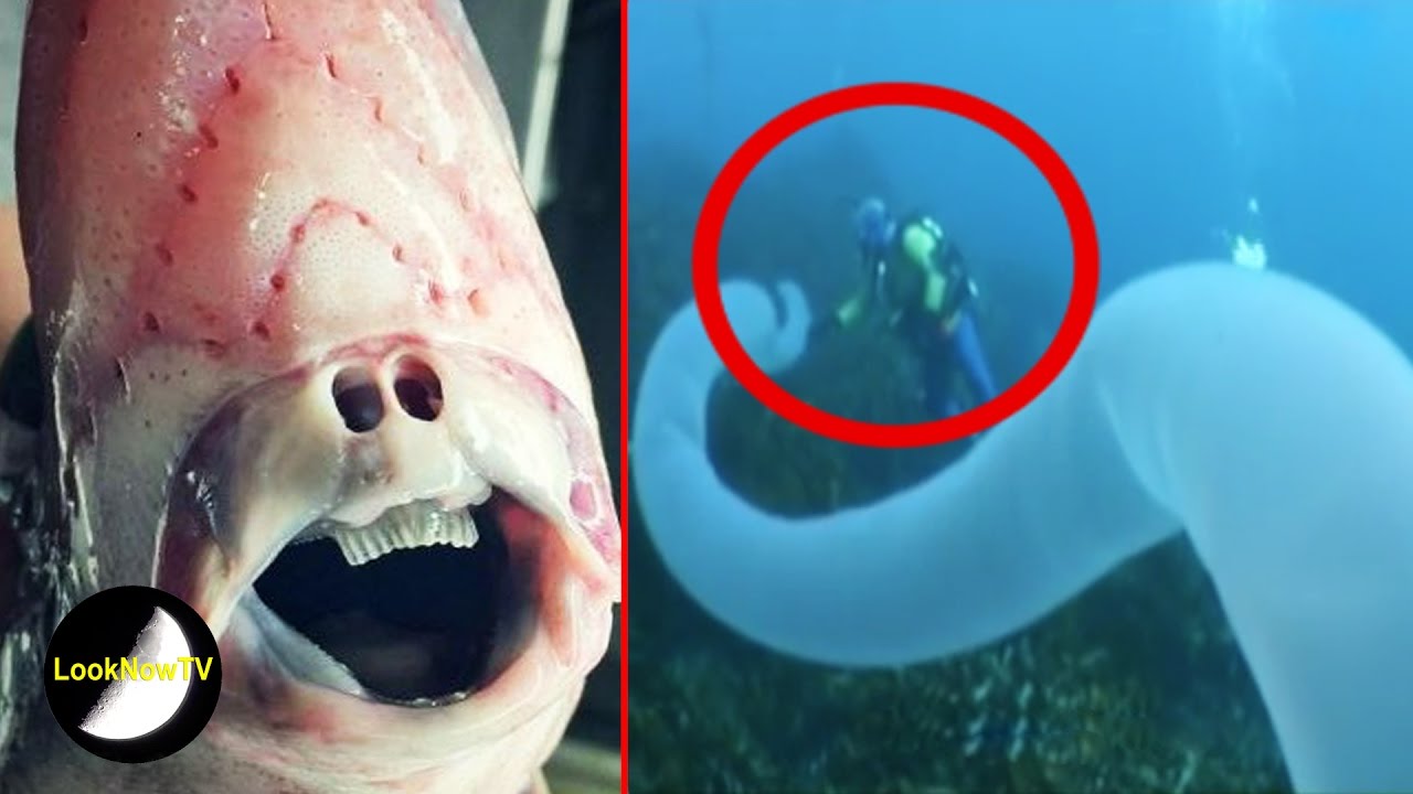 deep sea creatures caught on camera