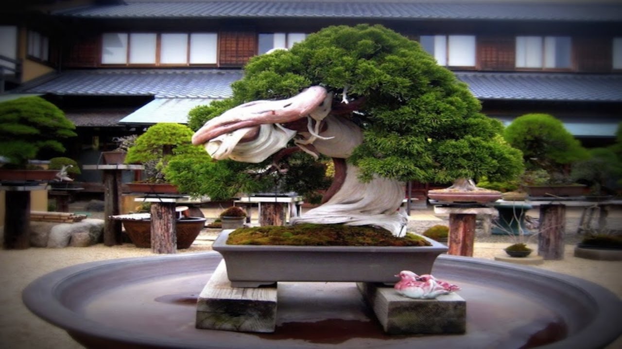 Top 5 Oldest Bonsai Trees in the World