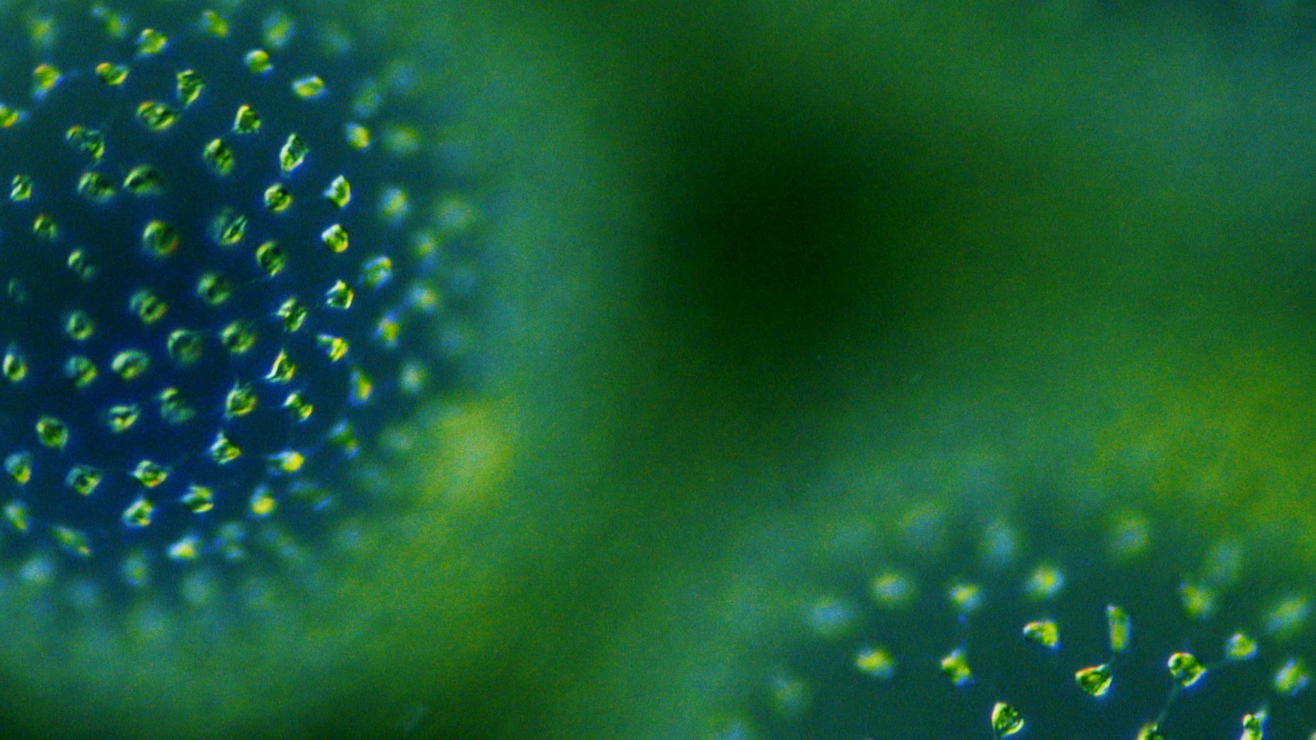 Turning Algae into Biofuels