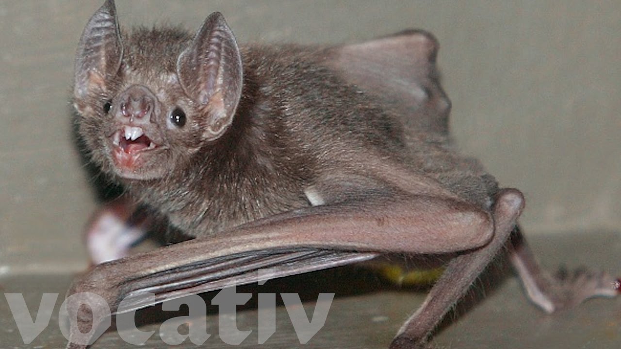 Vampire Bats Want To Suck Your Blood