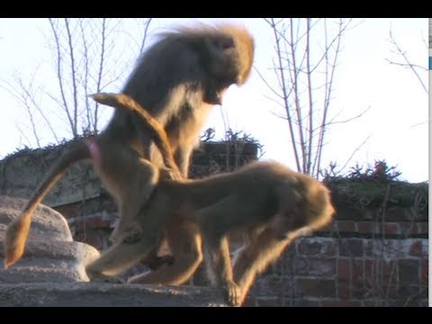 Bei einem winterlichen Besuch im Zoo Leipzig nutze ein rangniederer Affe, d...