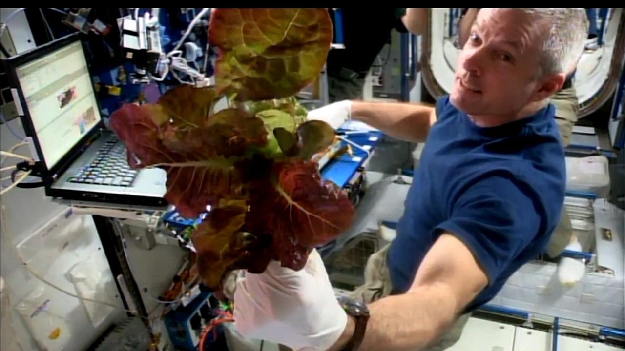 Какой овощ вырастили на космической станции. Первый редис выращенный на МКС. Редис на международной космической станции. Красный салат латук выращенный в космосе. Растения побывавшие в космосе.