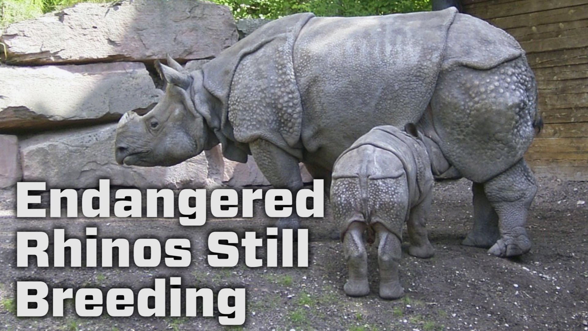 Endangered javan rhinos are still breeding