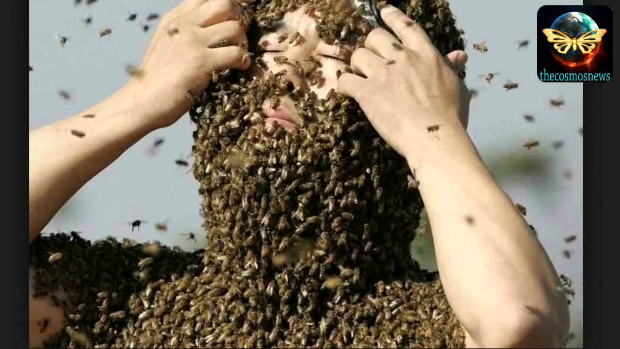 swarm-of-75-000-killer-bees-sting-woman-1-000-times