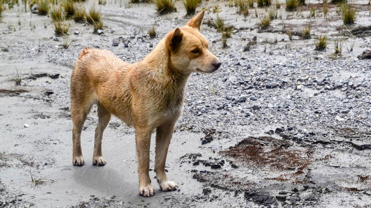 ancient dogs the world s rarest and most ancient has just been rediscovered in the tech ancient dogs the world s rarest and most ancient has just been rediscovered in the tech