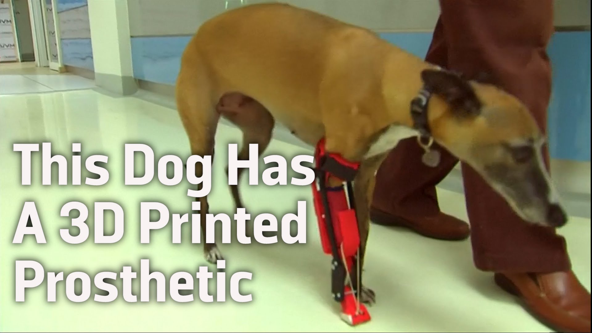 This Dog Has a 3D Printed Prosthetic Leg