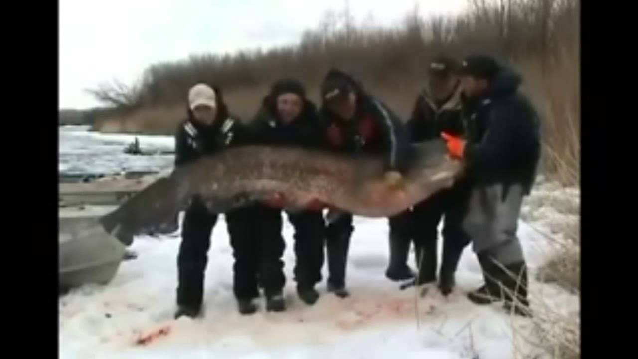 Видео большой рыбалки