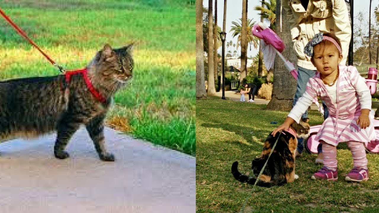how to your on a lead how to walk your cat on a leash and why you should tech and how to your on a lead how to walk your cat on a leash and why you should tech and